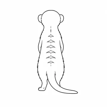 細い尾が見えるミーアキャットの後ろ姿のぬりえ