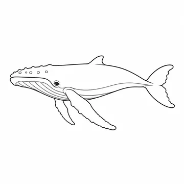 横向きで泳ぐザトウクジラのぬりえ