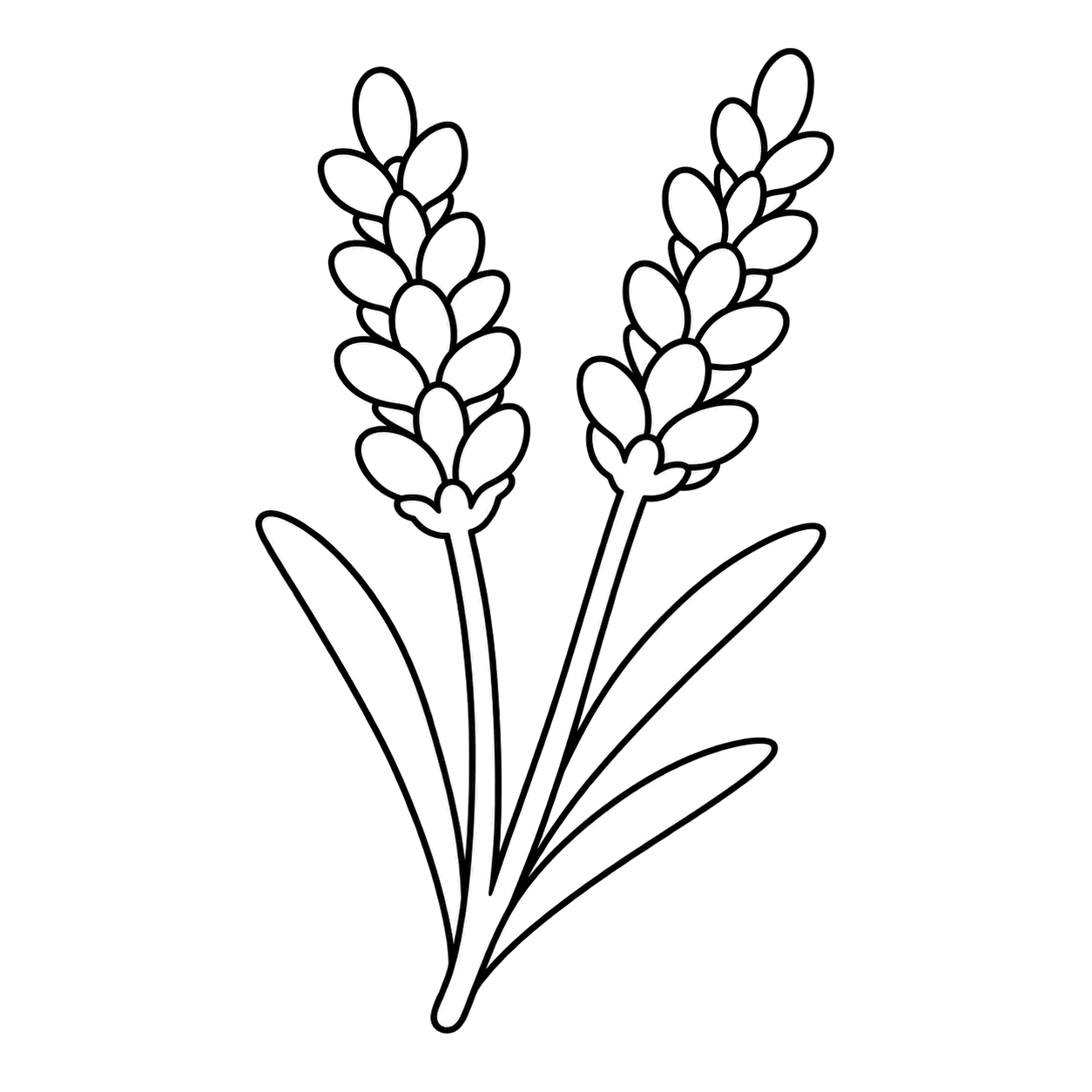 ラベンダーのぬりえ用線画