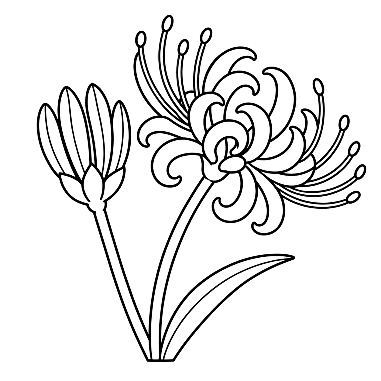 彼岸花のつぼみのぬりえ用線画