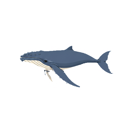 横向きで泳ぐザトウクジラの全身イラスト