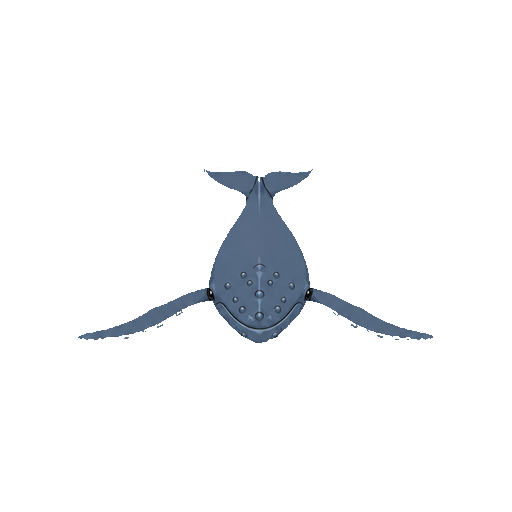 長い胸びれを左右へ広げるザトウクジラの全身イラスト