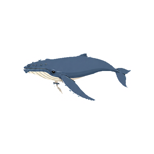 口を閉じて静かに漂うザトウクジラの全身イラスト